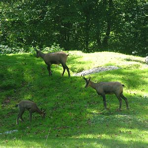 Appennine Chamois (Rupicapra pyrenaica ornata) at Munich Zoo 2006