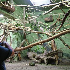 Small mammal mixed exhibit at Munich Zoo 2006