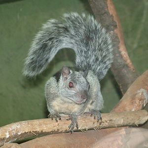 Variegated Squirrel (Sciurus variegatoides) at Munich Zoo 2006