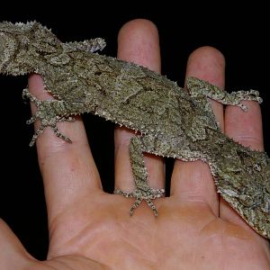 leaf-tailed gecko Saltuarius swaini