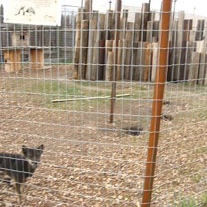 Fox/NGSD enclosure at Guzoo