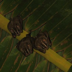 Bats? What species?