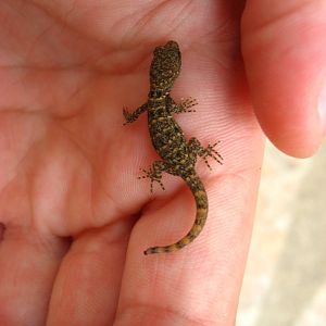 Baby Gecko...Species?