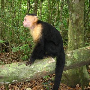 White Faced Capuchin - Manuel Antonio