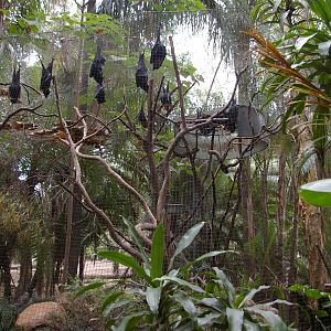 fruit bat cage, Alma Park Zoo