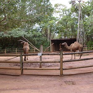 camel pen, Alma Park Zoo