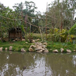 ring-tailed lemur island, Alma Park Zoo