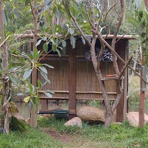 ring-tailed lemurs, Alma Park Zoo