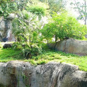 Busch Gardens Gorilla Habitat