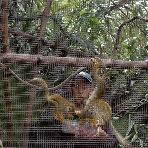 squirrel monkey feeding, Alma Park Zoo
