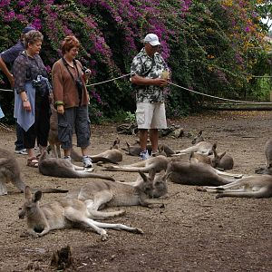 grey kangaroos, Alma Park Zoo