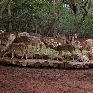fallow deer, Alma Park Zoo