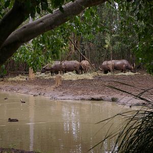 water buffalo, Alma Park Zoo