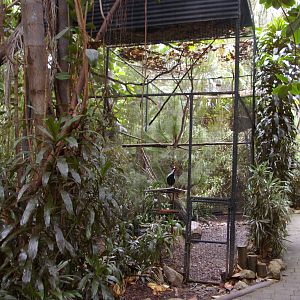 silver pheasant aviary, Alma Park Zoo