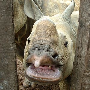 Feeding Indian Rhinos - Whipsnade 2008