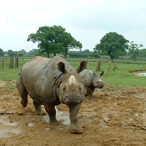 Feeding Indian Rhinos - Whipsnade 2008
