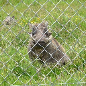Warthog at Longleat