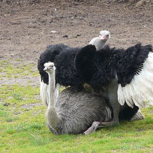 Ostrich at Longleat