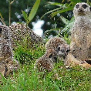 Meerkat Family at Longleat