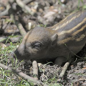 Visayan warty piglet