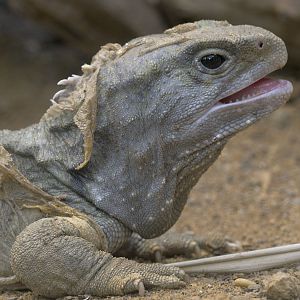Tuatara shedding