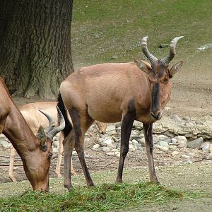 Cape Hartebeest (Alcelaphus buselaphus caama) at Hannover Zoo 2007