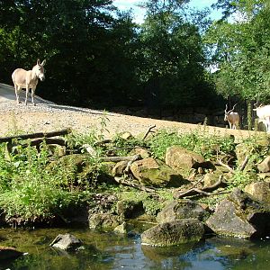 African desert ungulates at Hannover Zoo 2007