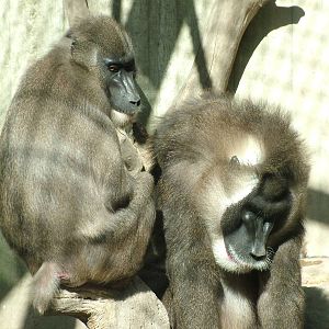 Drills (Mandrillus leucophaeus) at Hannover Zoo 2007