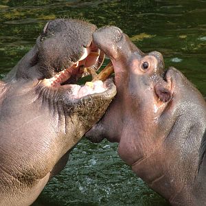 Common Hippos (Hippopotamus amphibius) at Hannover Zoo 2007