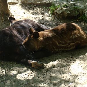 Mountain Tapirs at the Los Angeles Zoo
