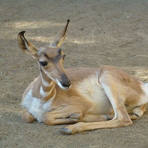 Baby Peninsular Pronghorn at the Los Angeles Zoo