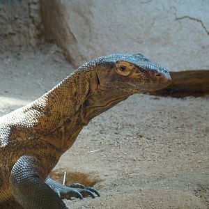 Komodo Dragon at the Los Angeles Zoo