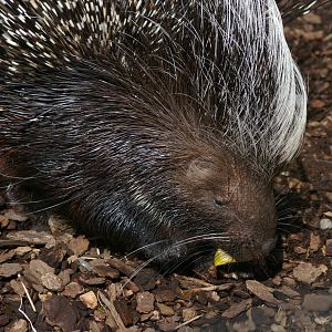 African crested porcupine, Orana Park