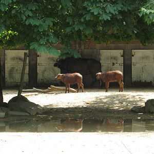 Cape buffalo twin!