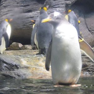Gentoo penguin