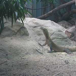 Komodo dragon