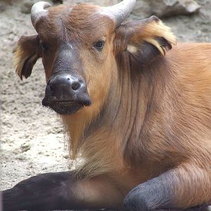 African forest buffalo @ Budapest Zoo