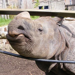 Male Indian Rhino (Rhinoceros unicornis)