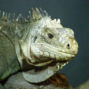 Lesser Antilles Iguana (Iguana delicatissima)