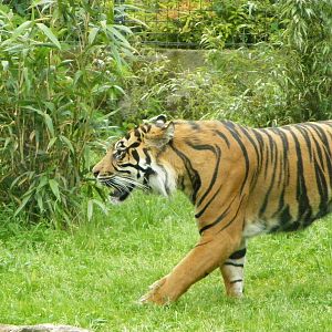 Kepala - Male Sumatran Tiger (Panthera tigris sumatrae)