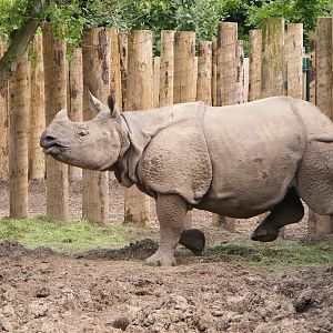 Baatschi - Female Indian Rhino