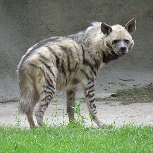Female Striped hyena @ Budapest Zoo