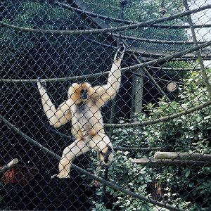Golden-Cheeked Gibbon