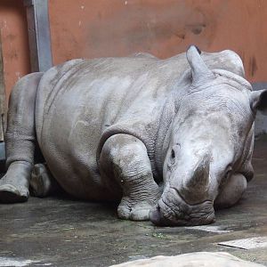 Layla is 17 months old @ Budapest Zoo
