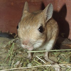 Greater Egyptian jerboa @ Budapest Zoo