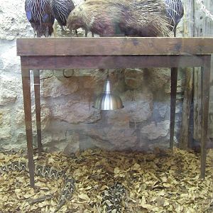 African 'collection room' and Gaboon viper exhibit @ Budapest Zoo