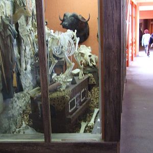 African 'collection room' and Gaboon viper exhibit @ Budapest Zoo