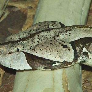 West African Gaboon viper @ Budapest Zoo