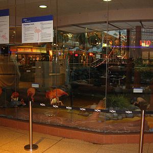 Flamingos - West Edmonton Mall