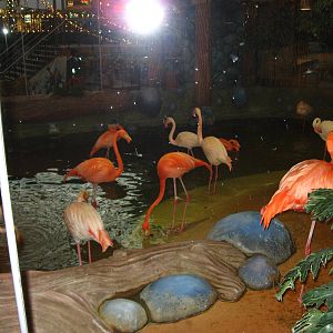 Flamingos at West Edmonton Mall